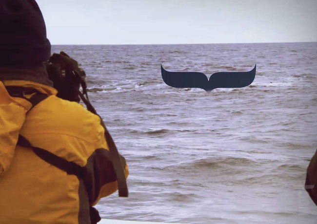 Whale & Dolphin Conservation brand identity