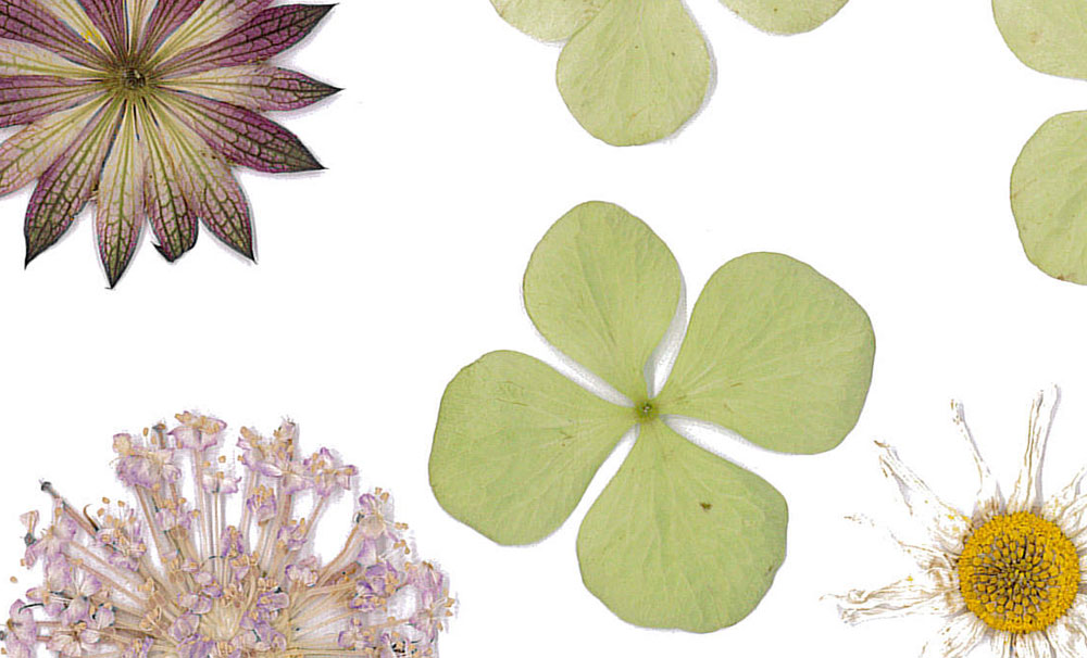 Fleurapy flowers